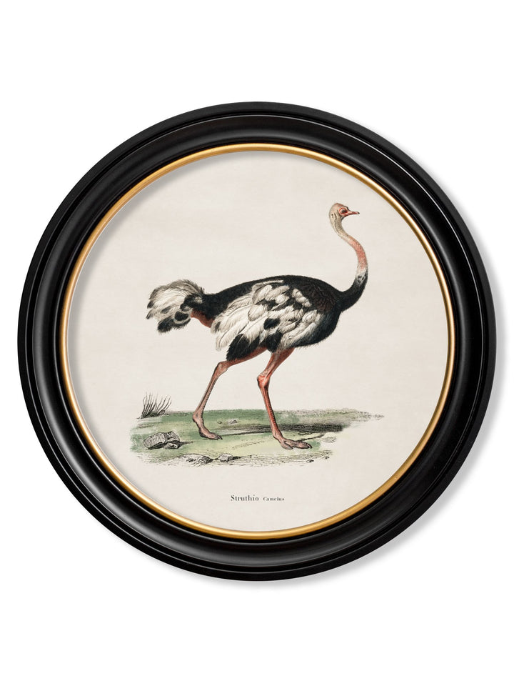 c.1846 Ostrich - Round Frame - TheArtistsQuarter