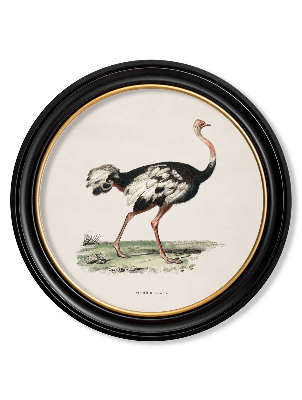 c.1846 Ostrich - Round Frame - TheArtistsQuarter