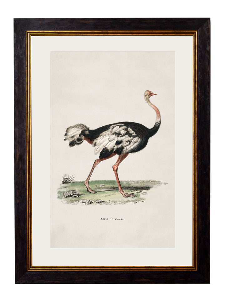 c.1846 Ostrich - TheArtistsQuarter