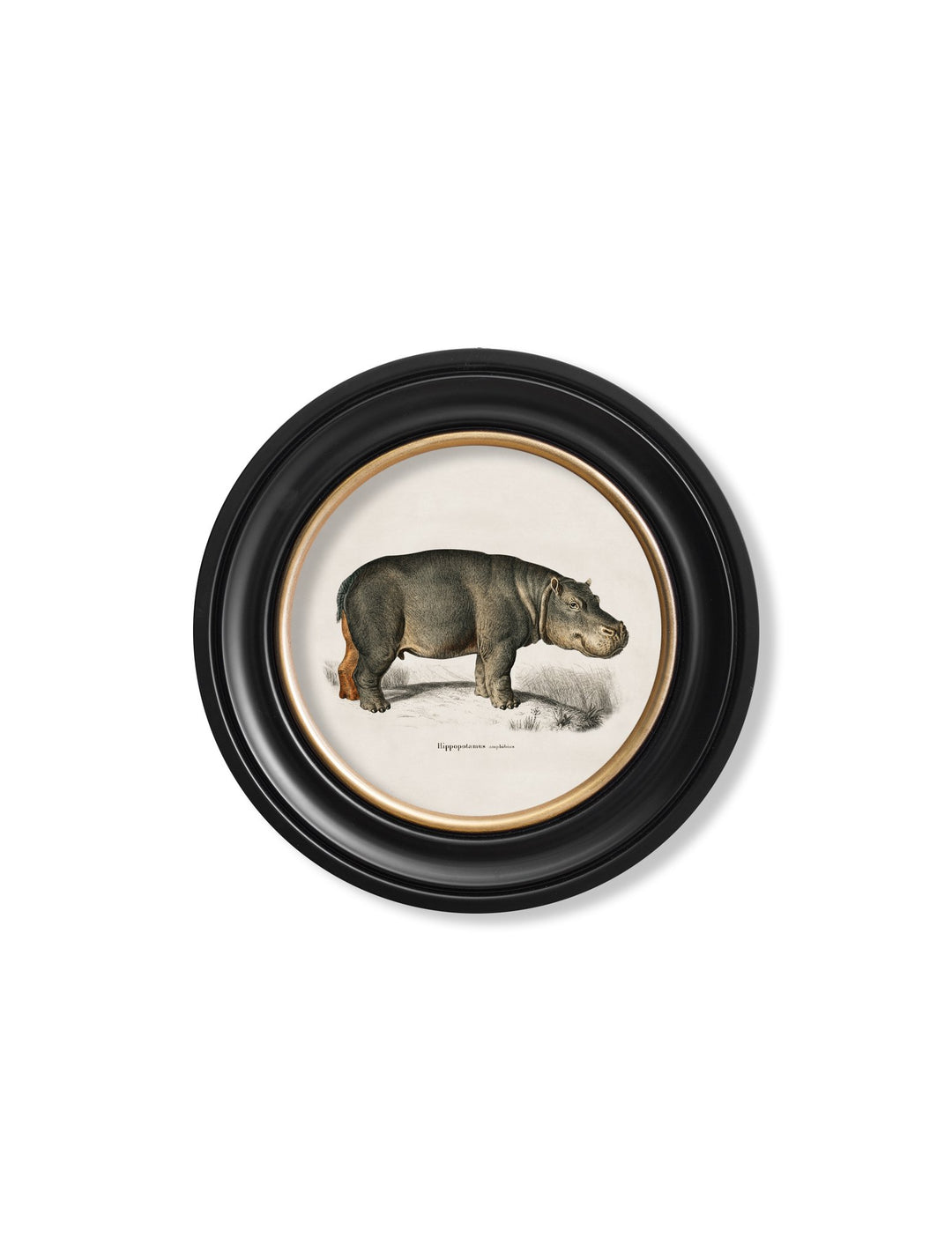 c.1846 Rhino & Hippo - Round Frames - TheArtistsQuarter