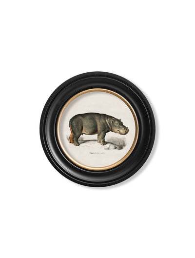 C.1846 RHINO & HIPPO - ROUND FRAMES - TheArtistsQuarter