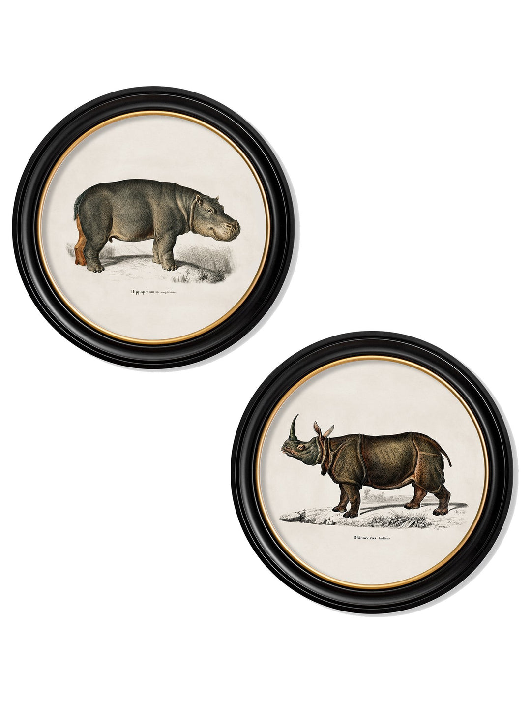 c.1846 Rhino & Hippo - Round Frames - TheArtistsQuarter