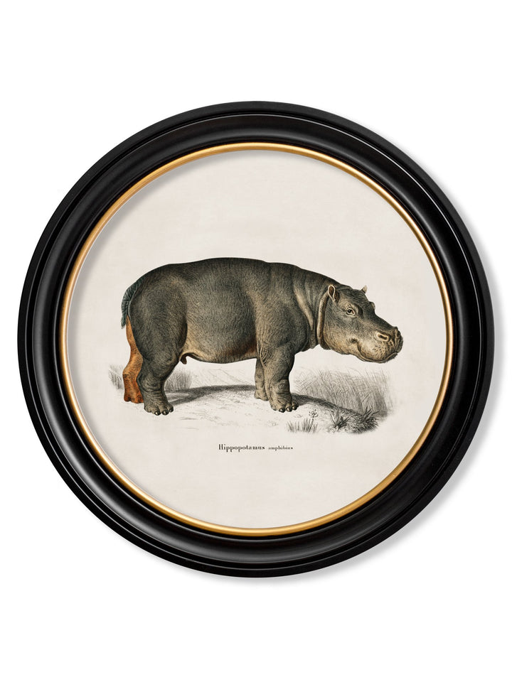 c.1846 Rhino & Hippo - Round Frames - TheArtistsQuarter