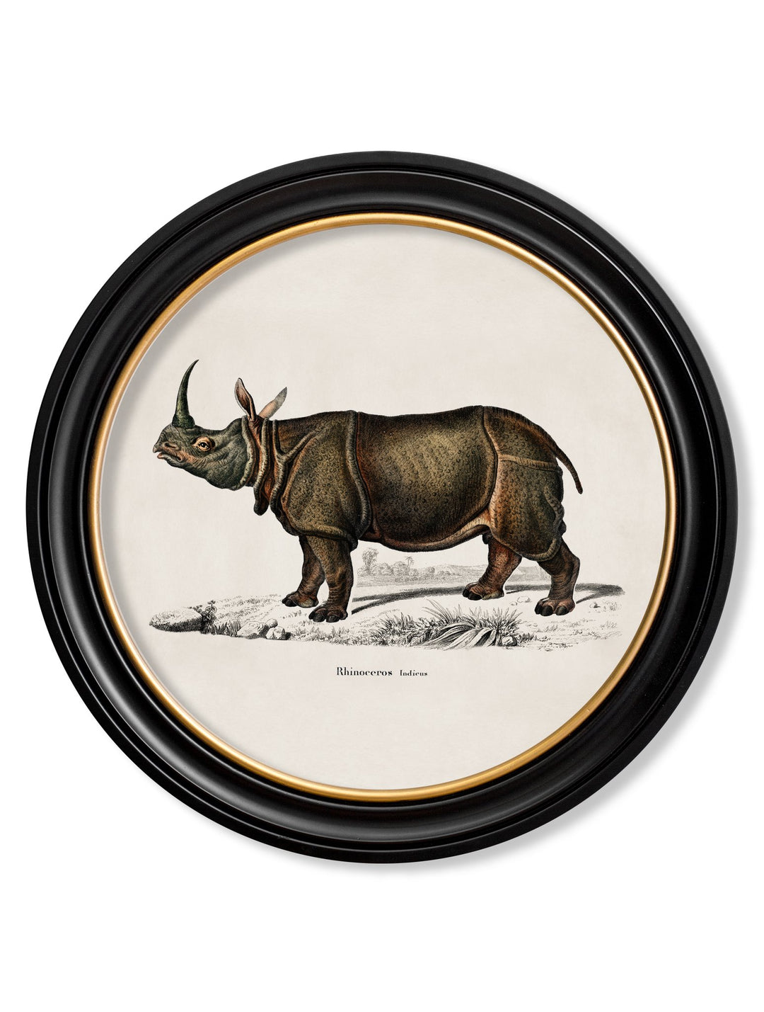 c.1846 Rhino & Hippo - Round Frames - TheArtistsQuarter