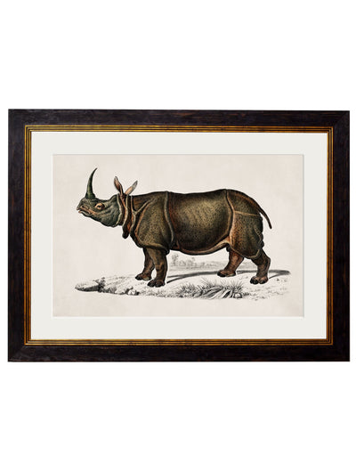 C.1846 Rhino - TheArtistsQuarter