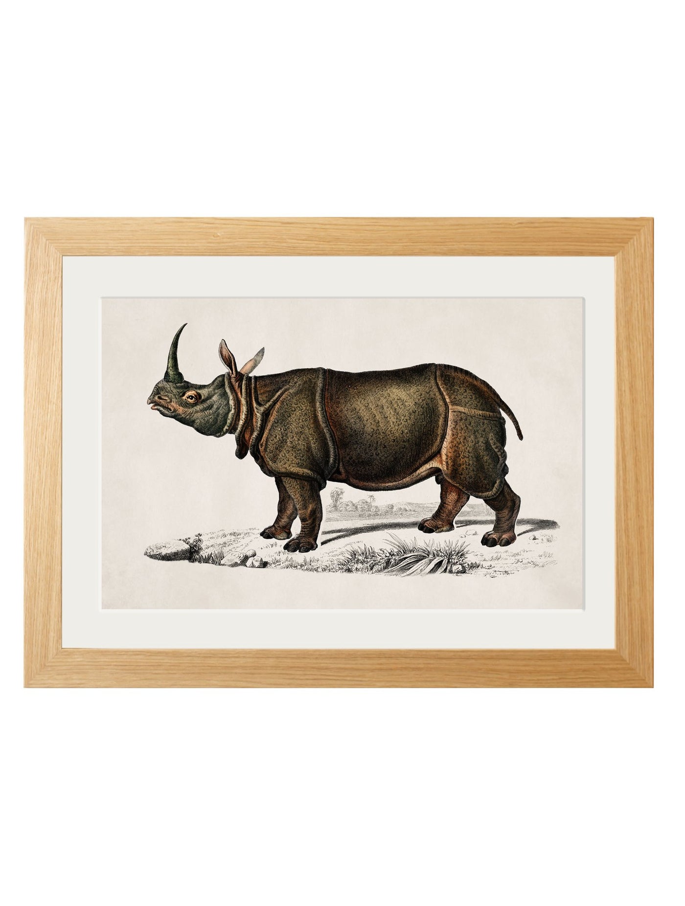 C.1846 Rhino - TheArtistsQuarter