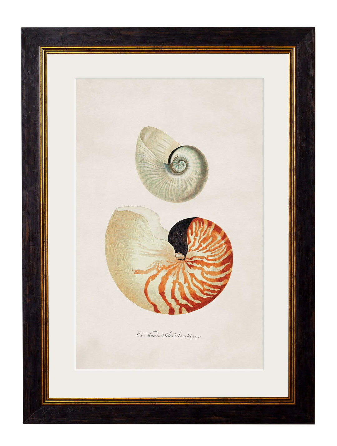 c.1848 Studies of Shells - TheArtistsQuarter