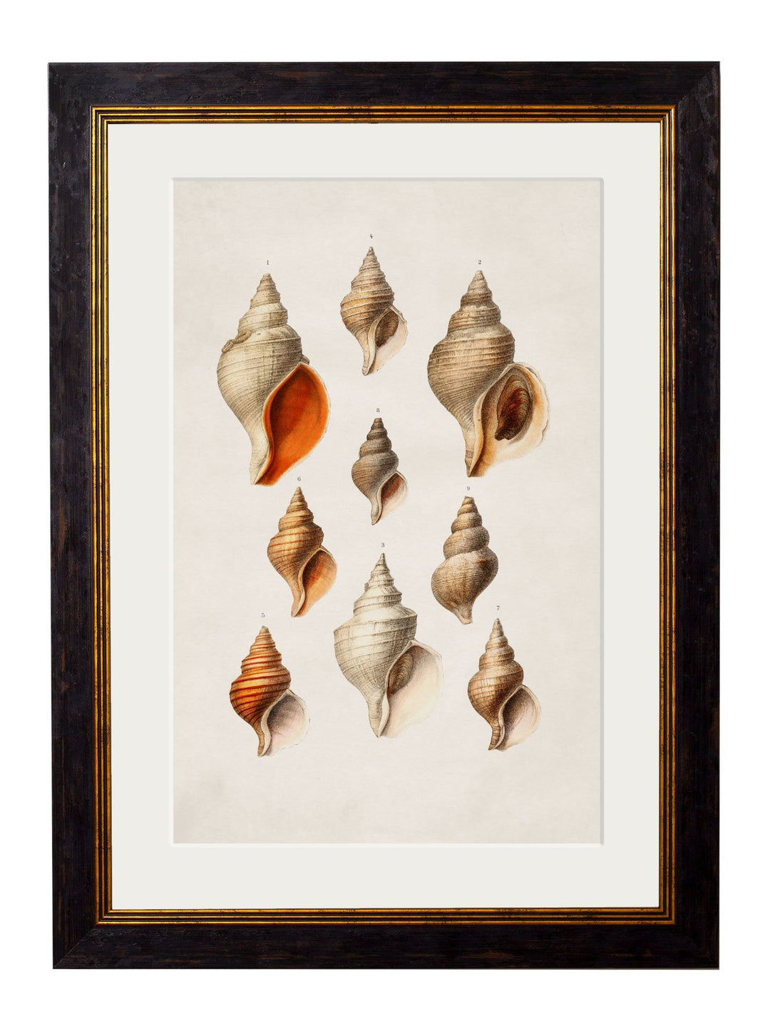 c.1848 Studies of Shells - TheArtistsQuarter