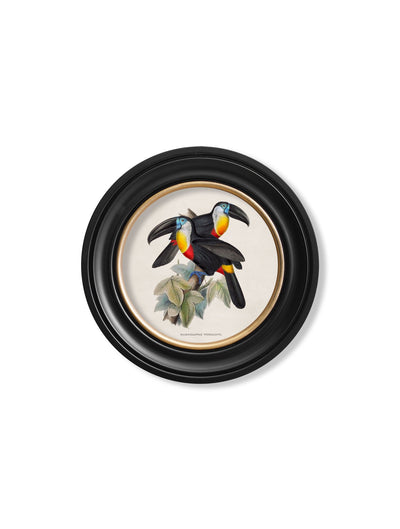 C.1848 TOUCANS - ROUND FRAMES - TheArtistsQuarter