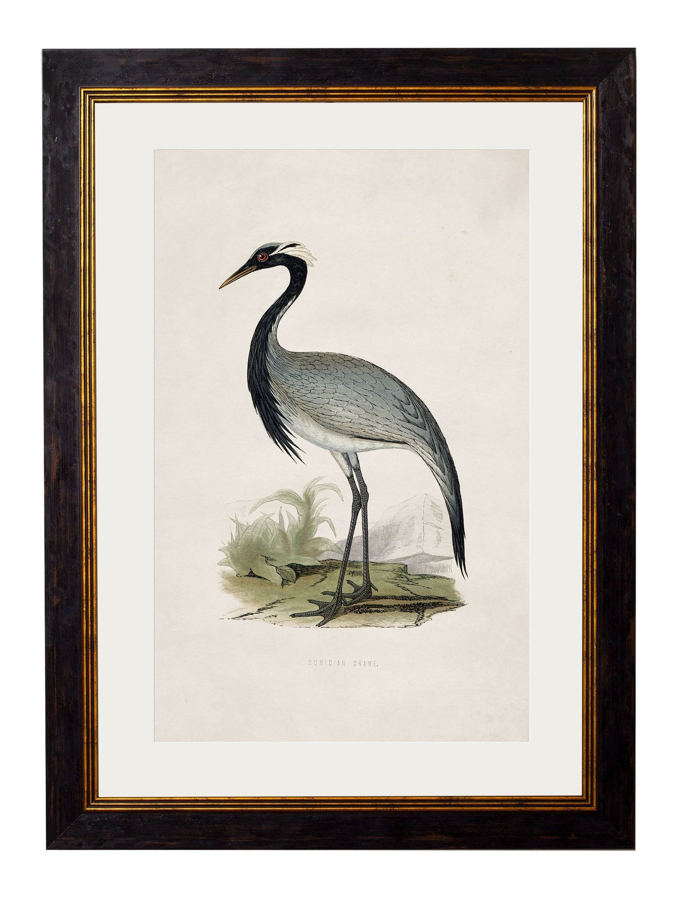 C.1850'S BRITISH WADING BIRDS - TheArtistsQuarter