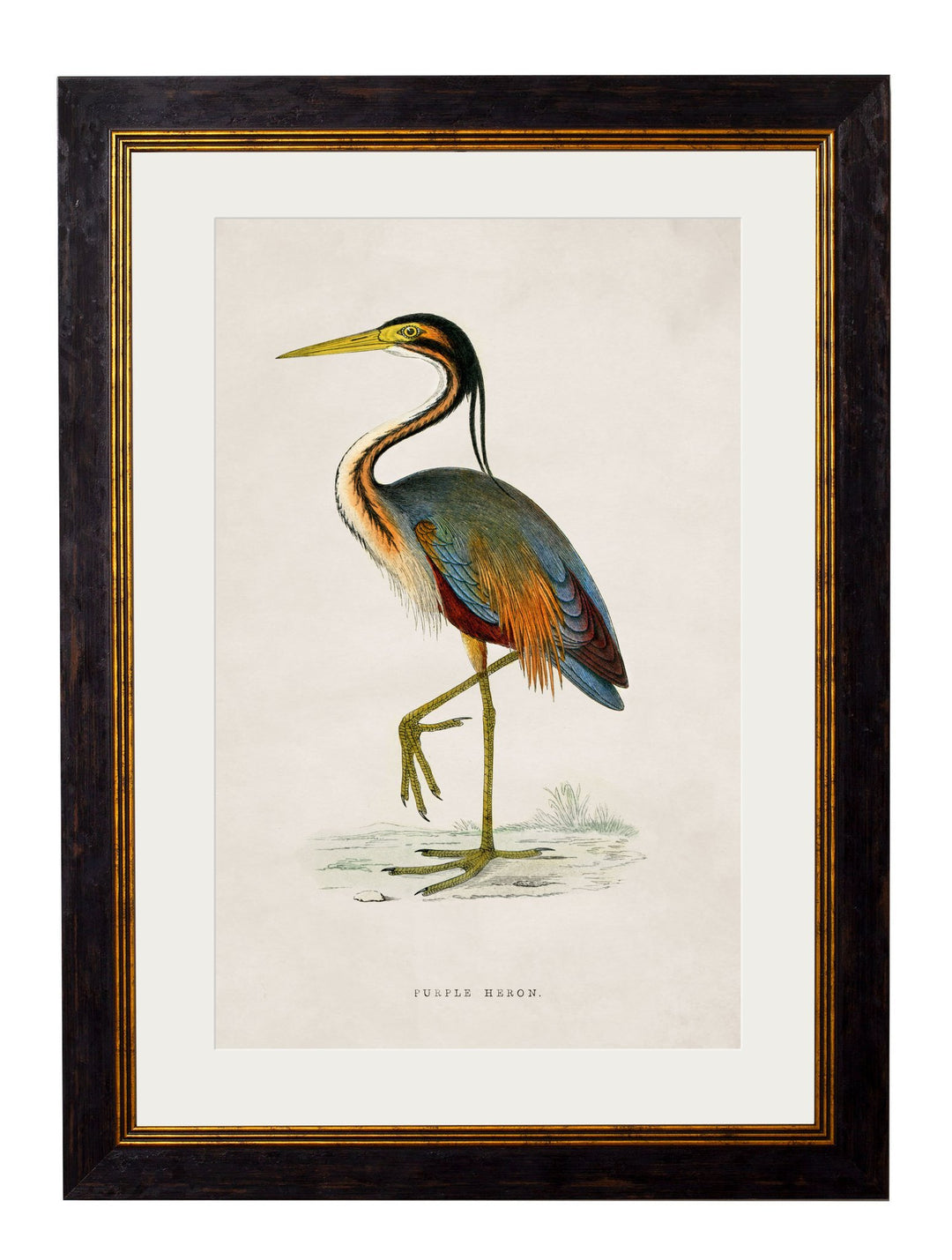 c.1850's British Wading Birds Cancelled Order - TheArtistsQuarter