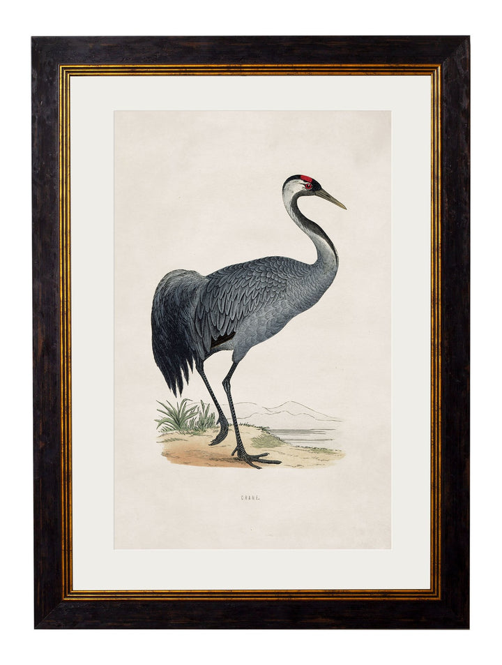 c.1850's British Wading Birds Cancelled Order - TheArtistsQuarter