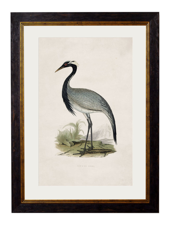 c.1850's British Wading Birds Cancelled Order - TheArtistsQuarter