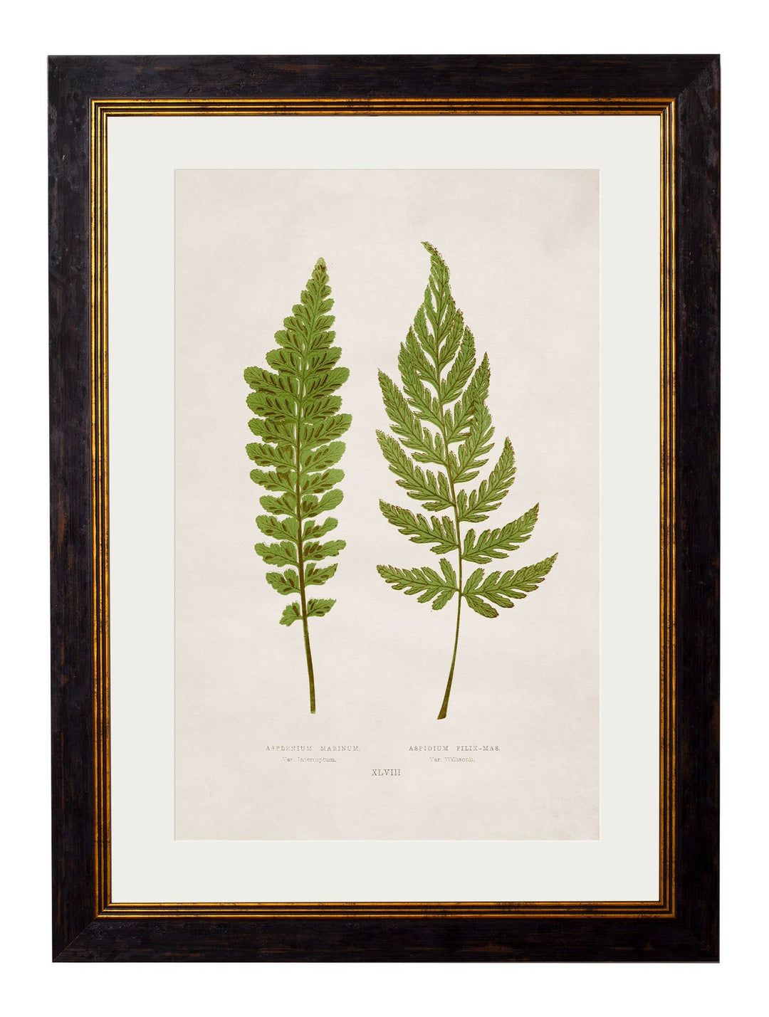 c.1864 Collection of British Ferns - TheArtistsQuarter