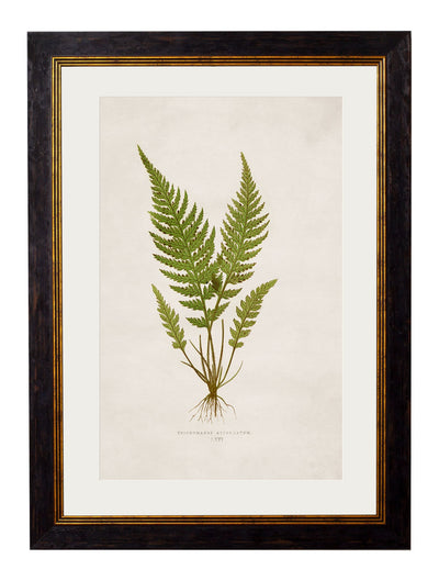 C.1864 COLLECTION OF BRITISH FERNS - TheArtistsQuarter