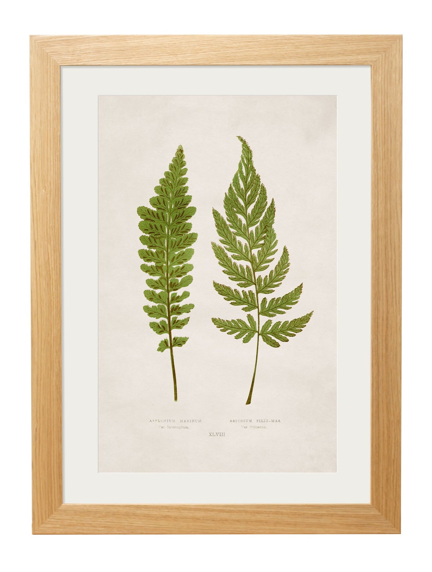 C.1864 COLLECTION OF BRITISH FERNS - TheArtistsQuarter