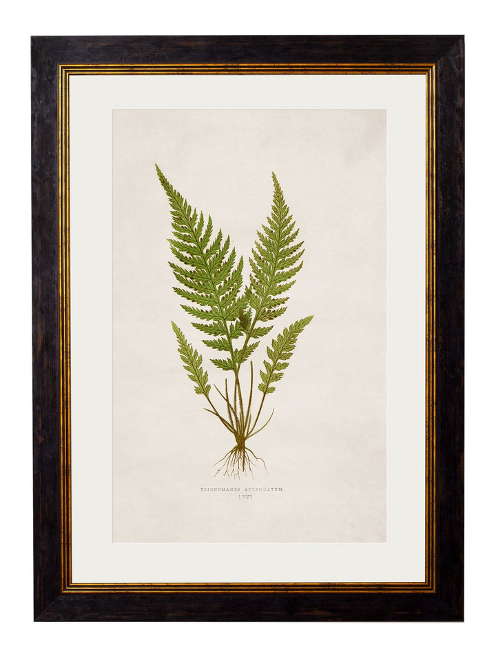 c.1864 Collection of British Ferns - TheArtistsQuarter