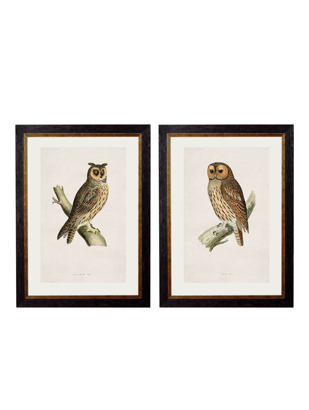 c.1870 British Owls - TheArtistsQuarter