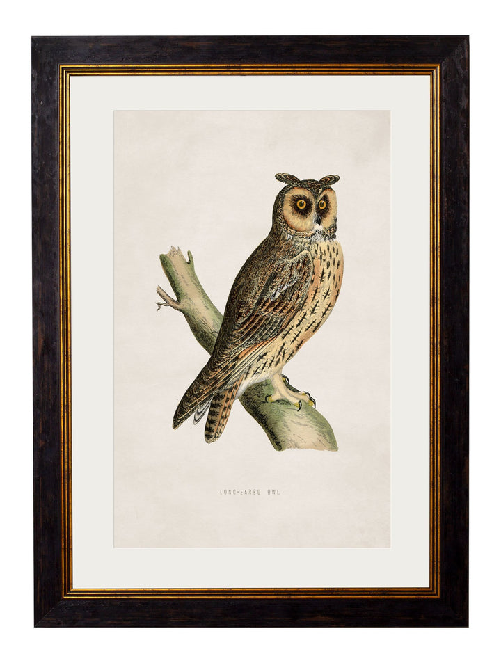 c.1870 British Owls - TheArtistsQuarter