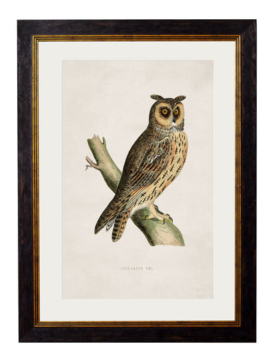 C.1870 BRITISH OWLS - TheArtistsQuarter