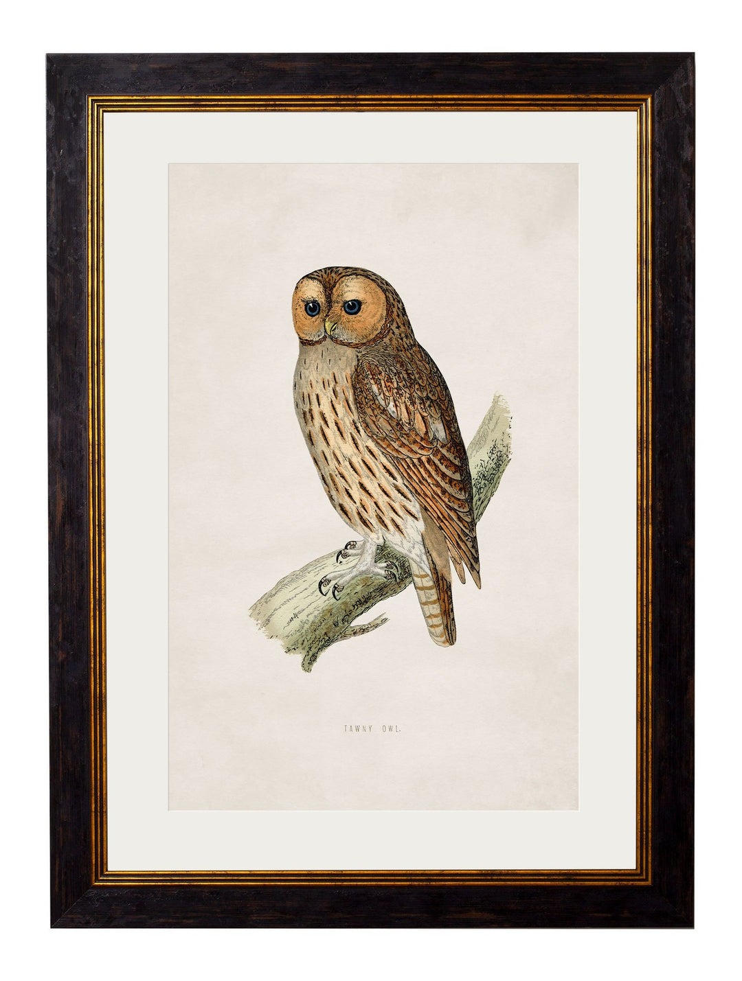 c.1870 British Owls - TheArtistsQuarter