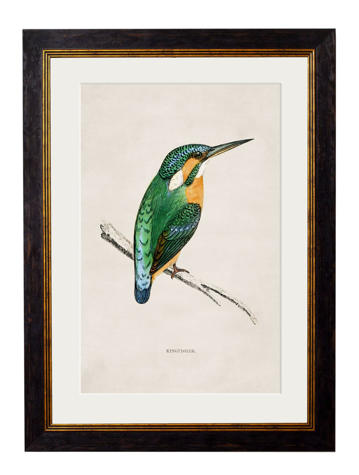 c.1870 Kingfisher & Bee Eater - TheArtistsQuarter