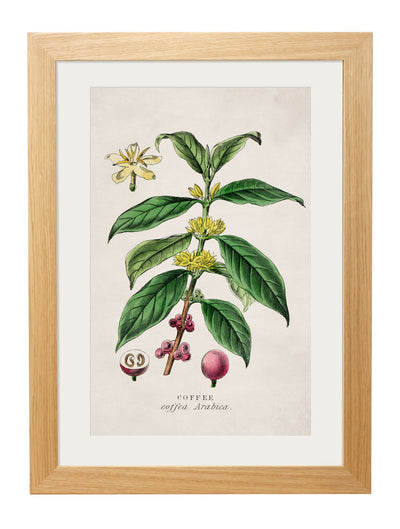 C.1877 TEA, COFFEE AND CHOCOLATE PLANTS - TheArtistsQuarter