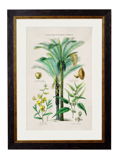 C.1877 TROPICAL PLANTS USED AS FOOD AND CLOTHING - TheArtistsQuarter