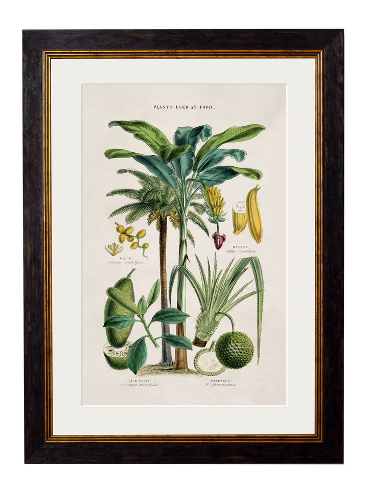 c.1877 Tropical Plants Used as Food and Clothing - TheArtistsQuarter