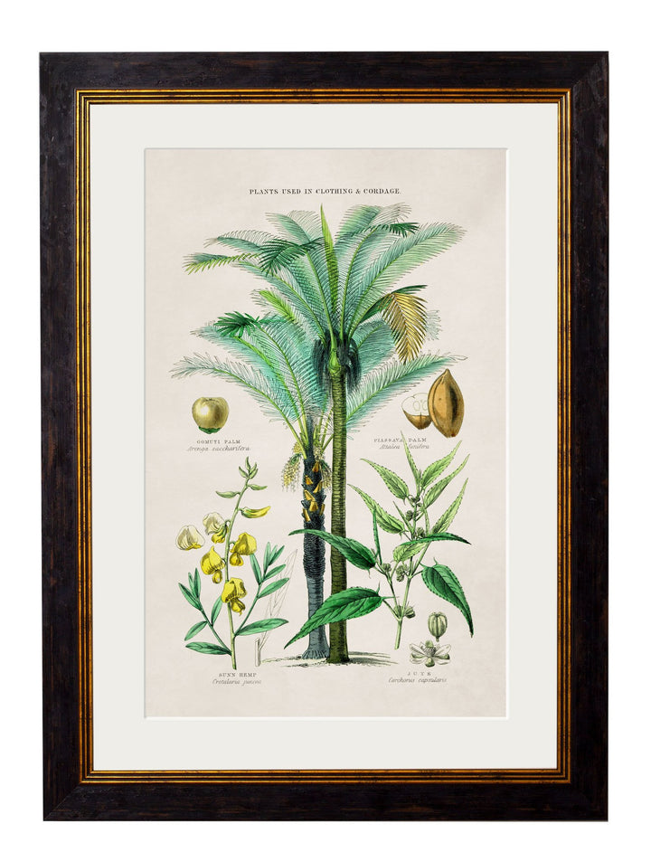 c.1877 Tropical Plants Used as Food and Clothing - TheArtistsQuarter