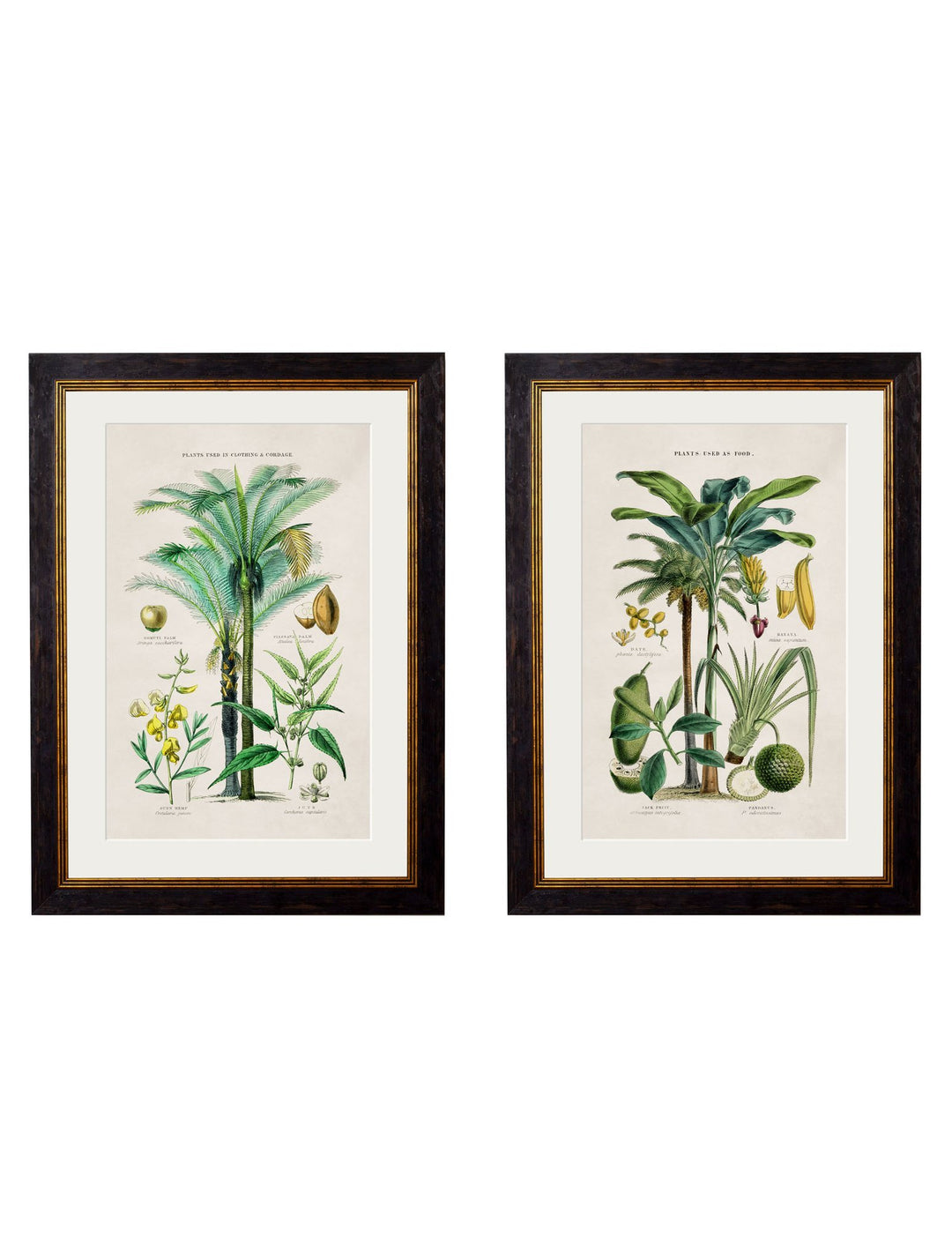 c.1877 Tropical Plants Used as Food and Clothing - TheArtistsQuarter