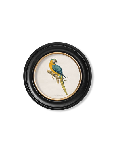C.1884'S COLLECTION OF MACAWS IN ROUND FRAMES - TheArtistsQuarter