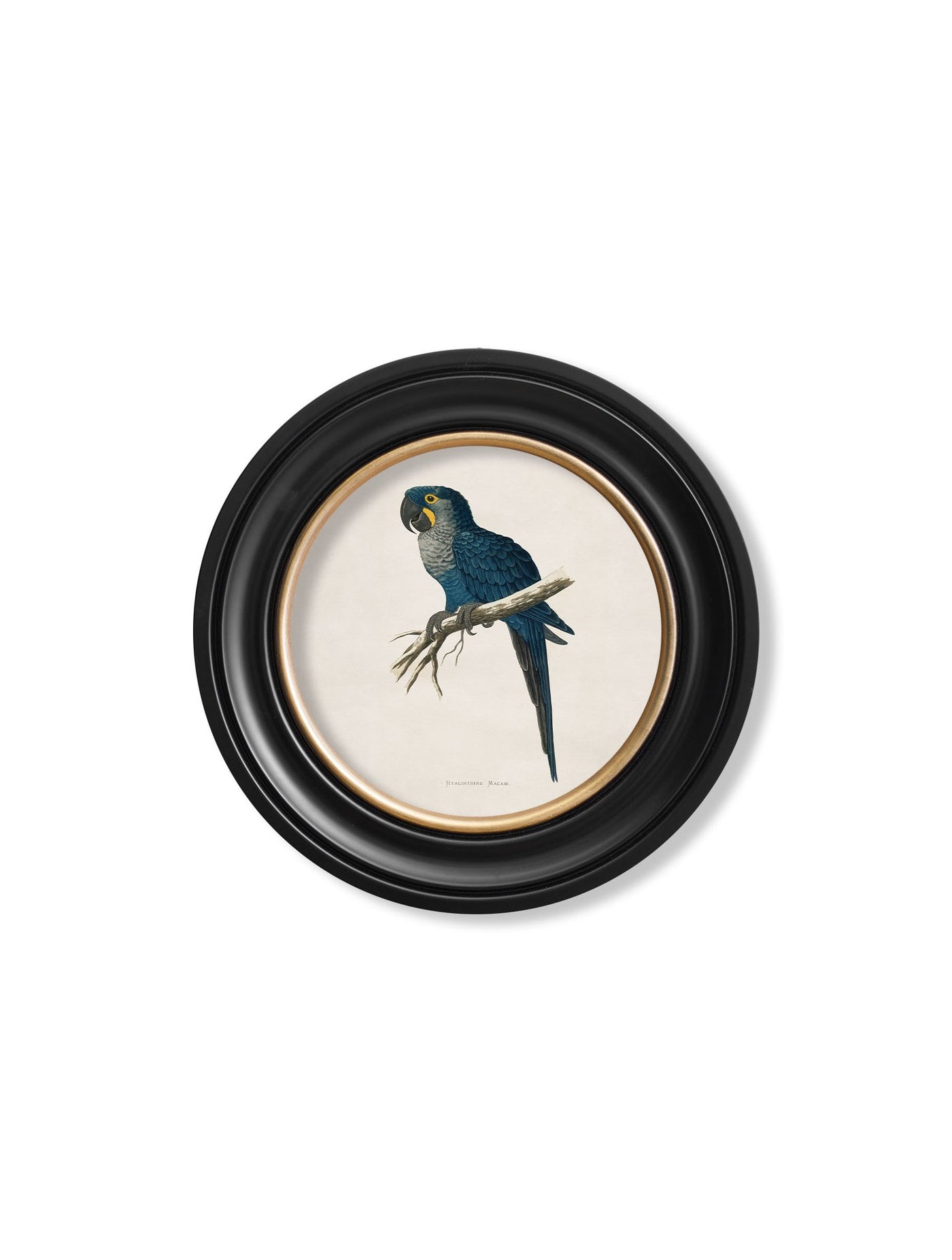 C.1884'S COLLECTION OF MACAWS IN ROUND FRAMES - TheArtistsQuarter