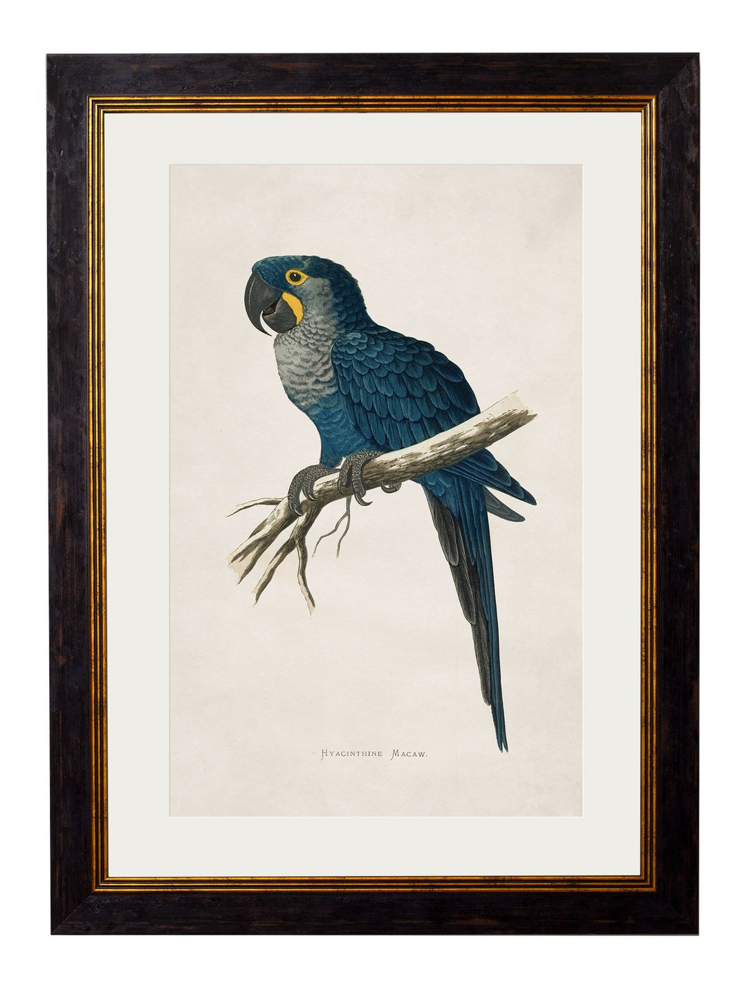 c.1884 Macaws - TheArtistsQuarter