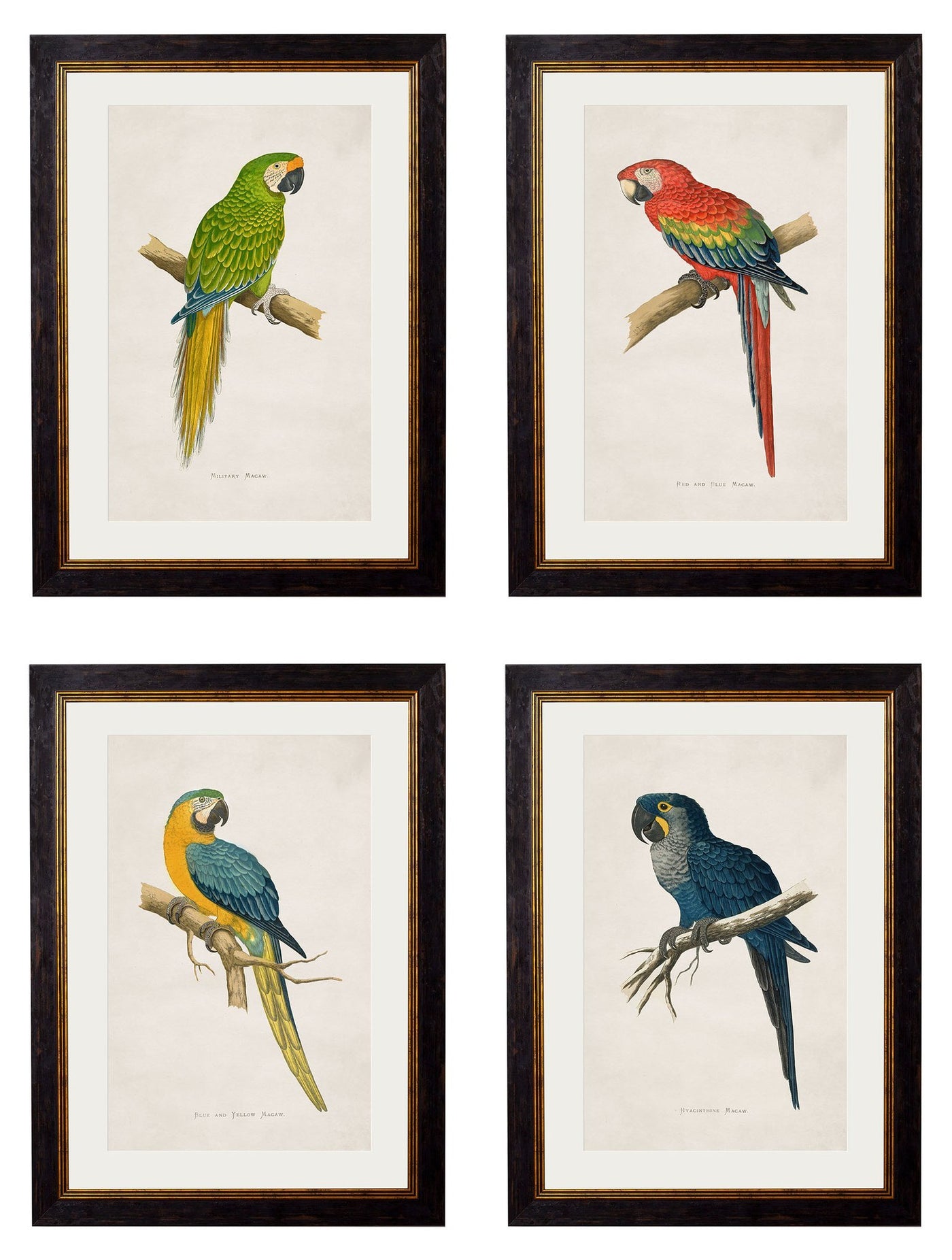 C.1884'S MACAWS - TheArtistsQuarter