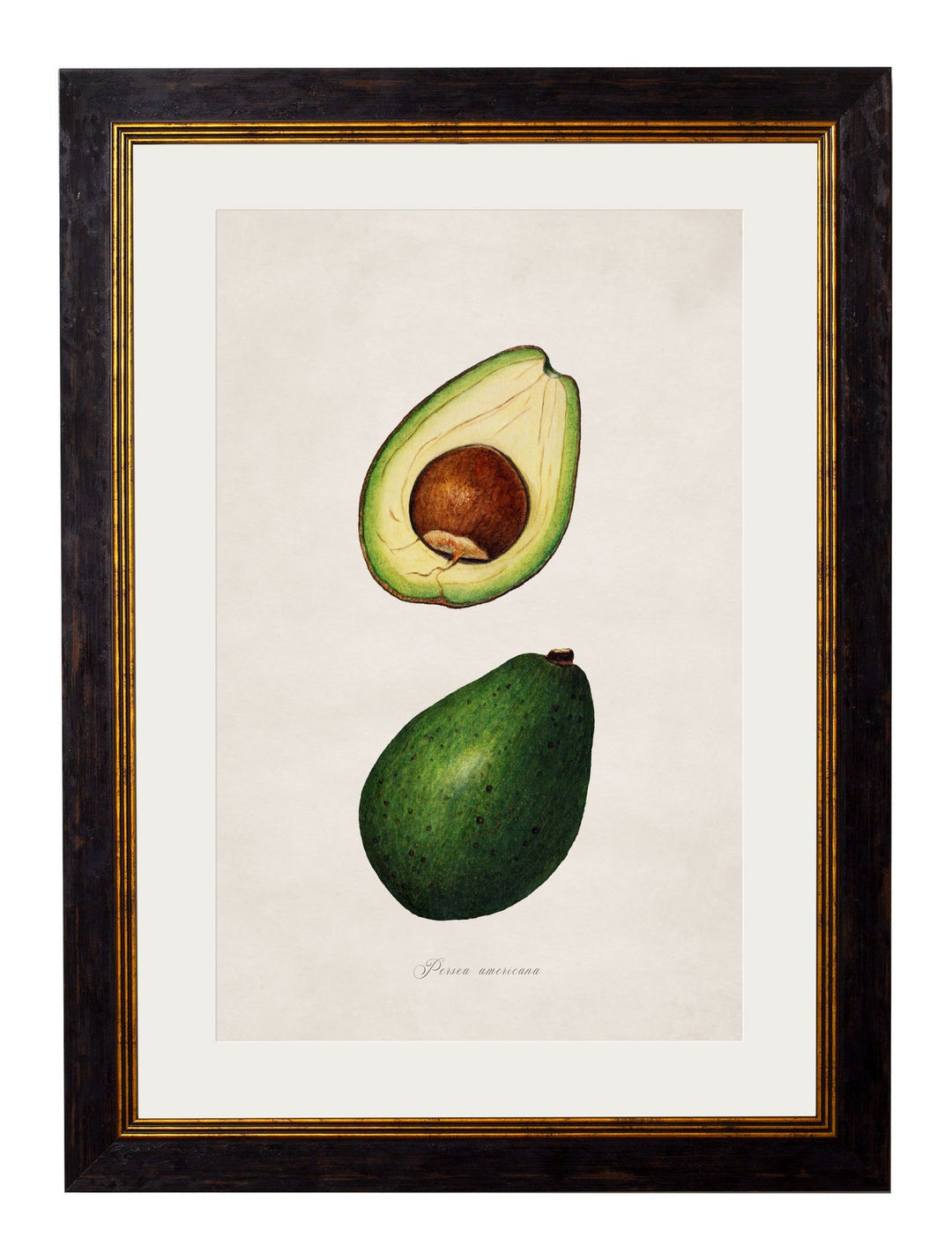 c.1886 Study of Avocados - TheArtistsQuarter