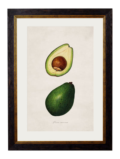 C.1886 STUDY OF AVOCADOS - TheArtistsQuarter