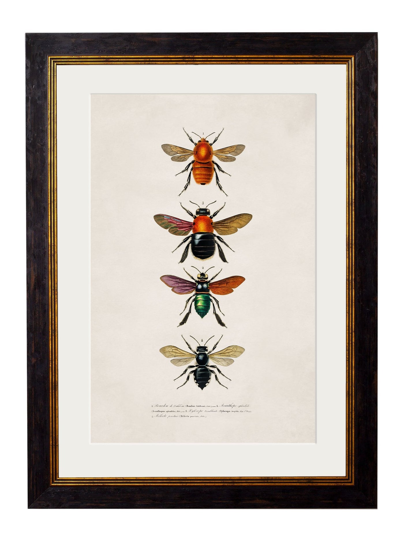 C.1892 BEES AND WASPS - TheArtistsQuarter