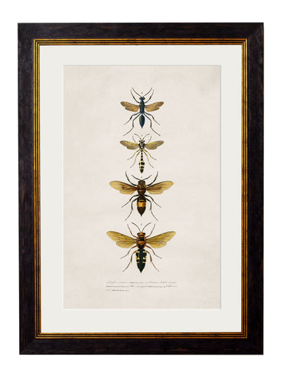 C.1892 BEES AND WASPS - TheArtistsQuarter