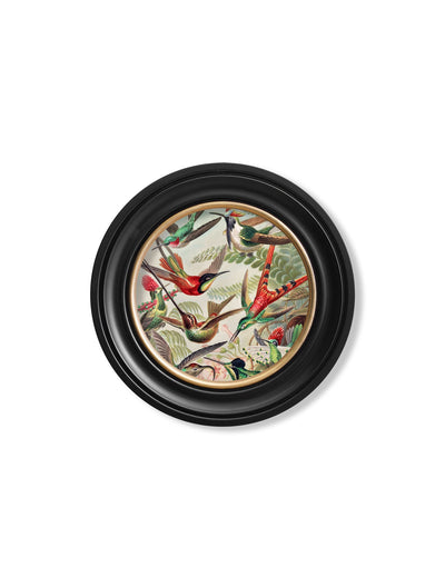 C.1904 HAECKEL FLORA AND FAUNA - ROUND FRAMES - TheArtistsQuarter
