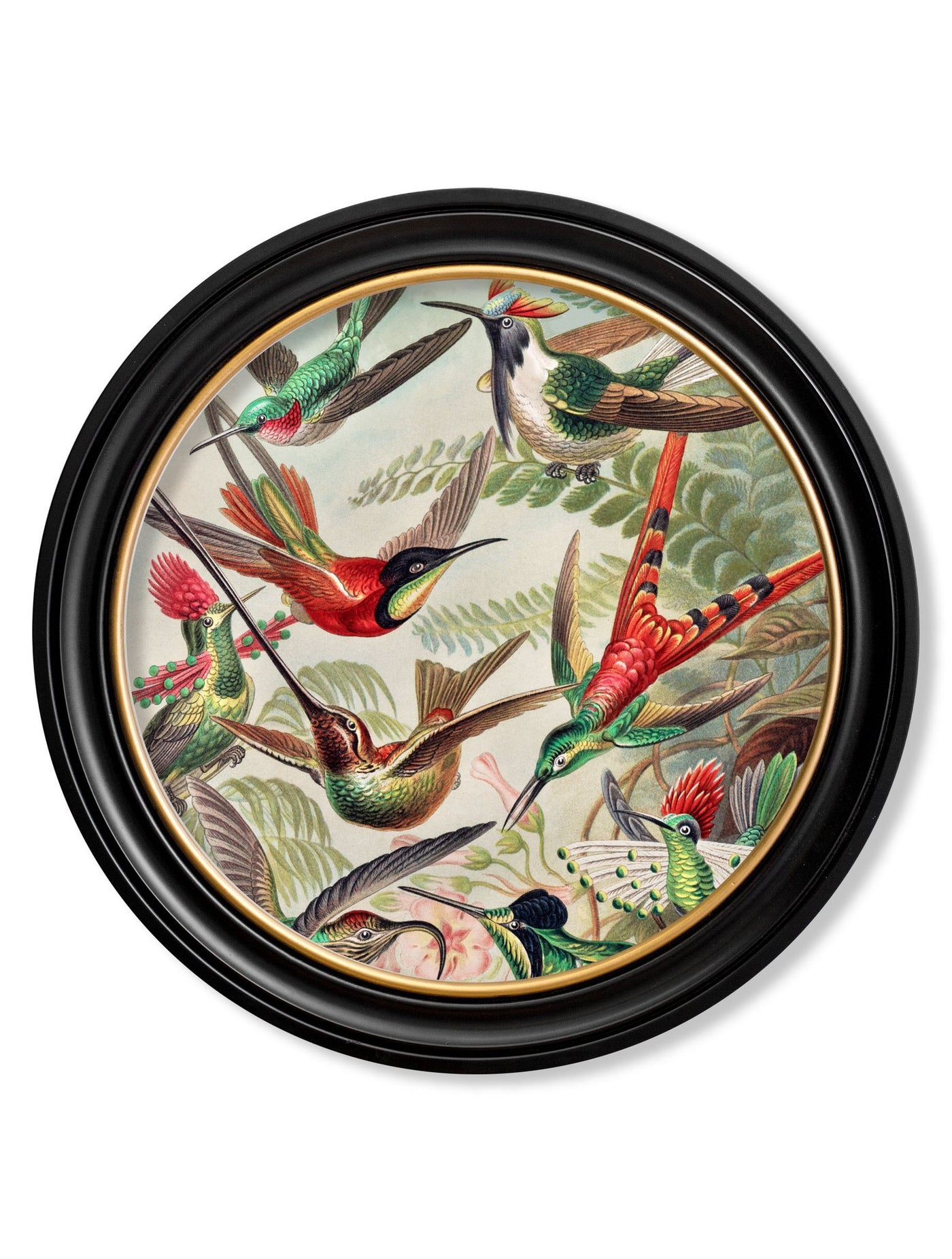 C.1904 HAECKEL FLORA AND FAUNA - ROUND FRAMES - TheArtistsQuarter