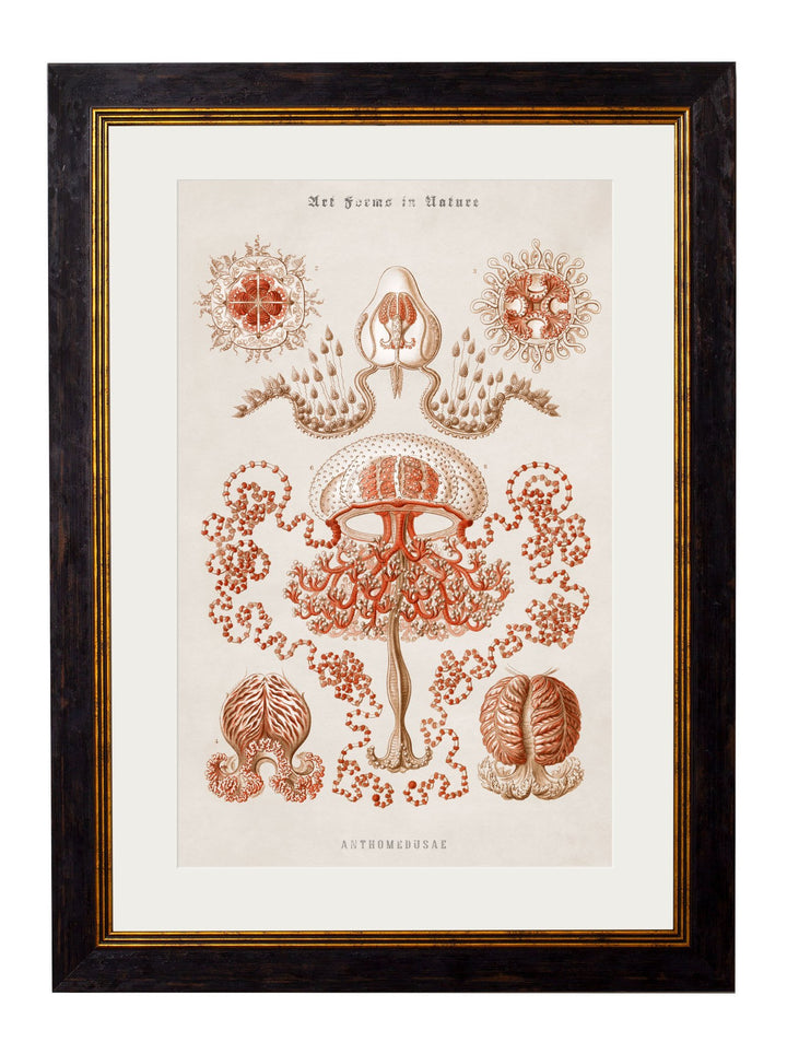 c.1904 Haeckel Marine Animals - TheArtistsQuarter