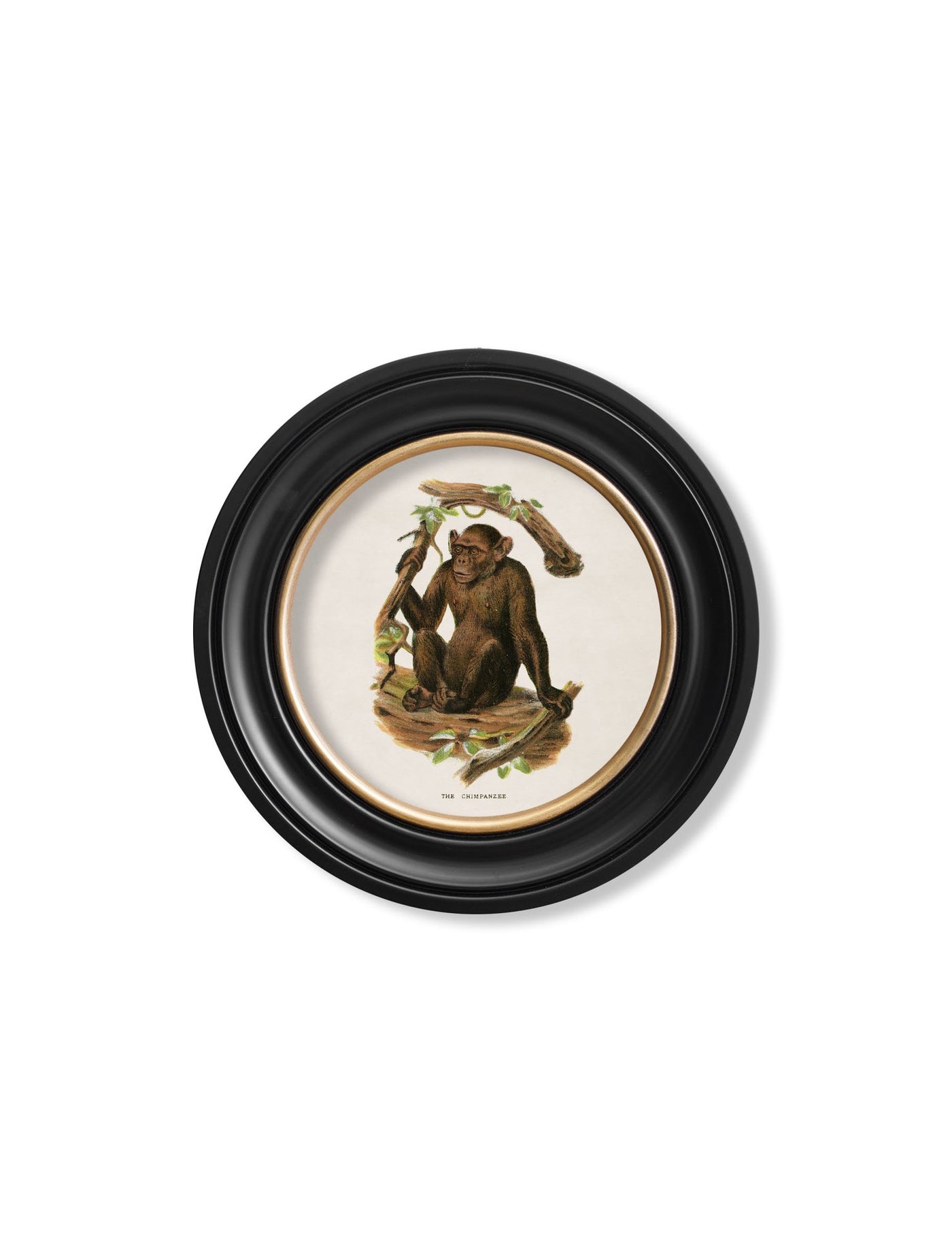 C.1910 COLLECTION OF PRIMATES IN ROUND FRAMES - TheArtistsQuarter