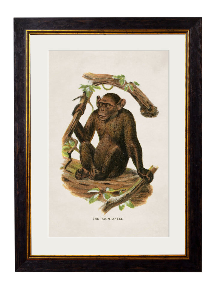 c.1910 Collection of Primates - TheArtistsQuarter