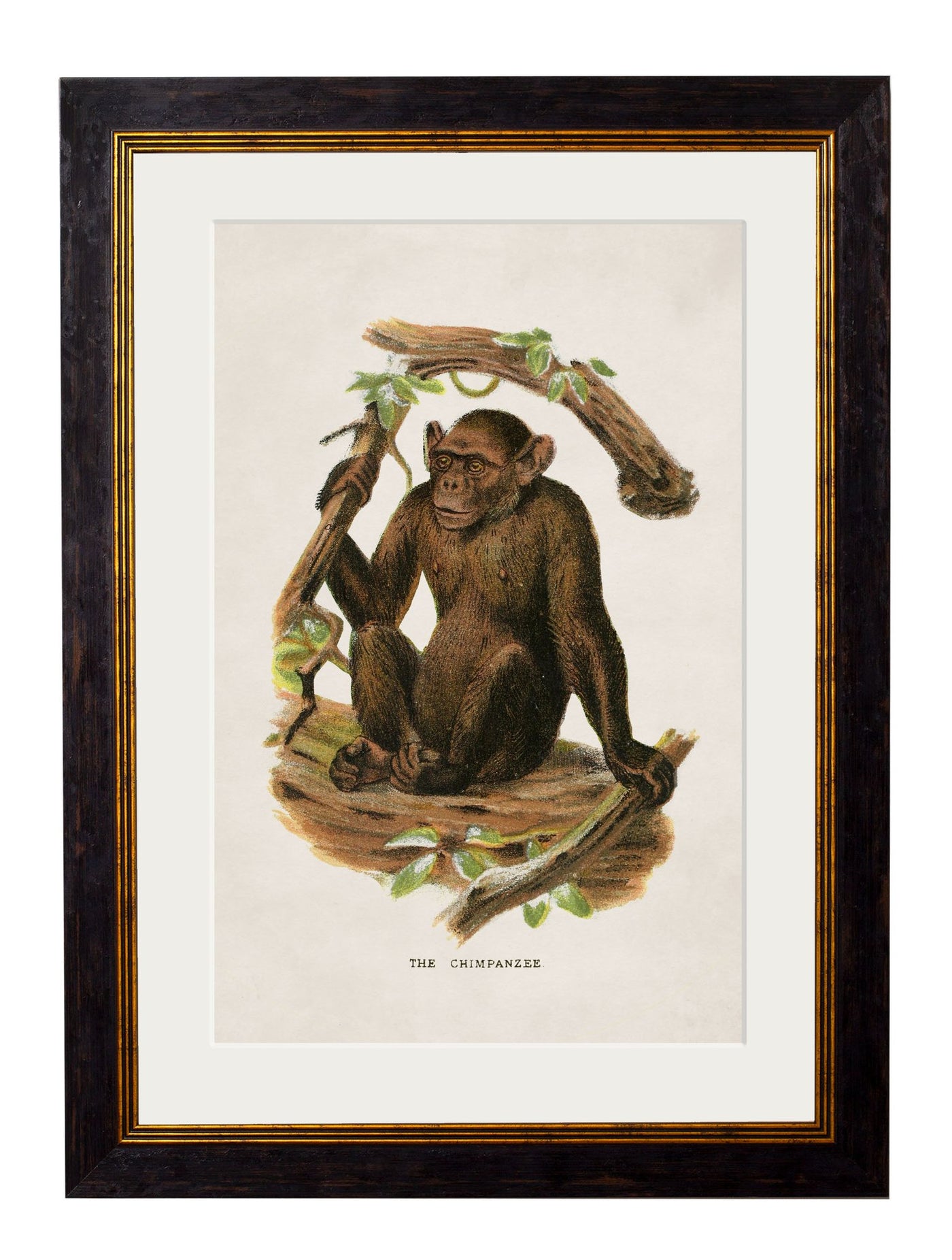 C.1910 COLLECTION OF PRIMATES - TheArtistsQuarter