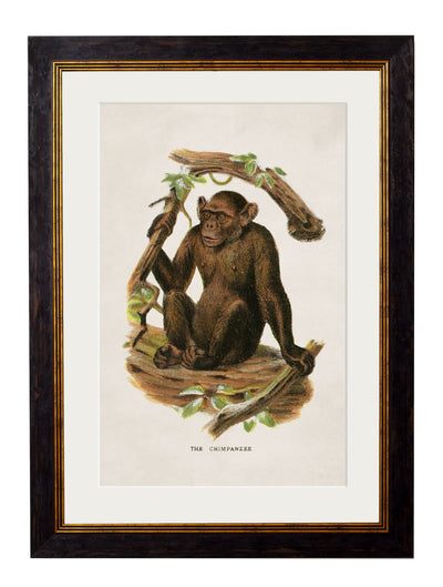 C.1910 COLLECTION OF PRIMATES - TheArtistsQuarter