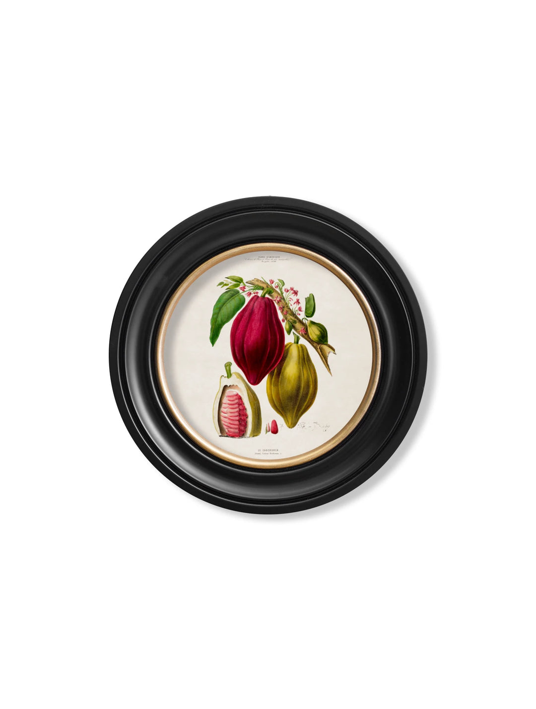 c.1843 Chocolate Plant - Round Frame - TheArtistsQuarter