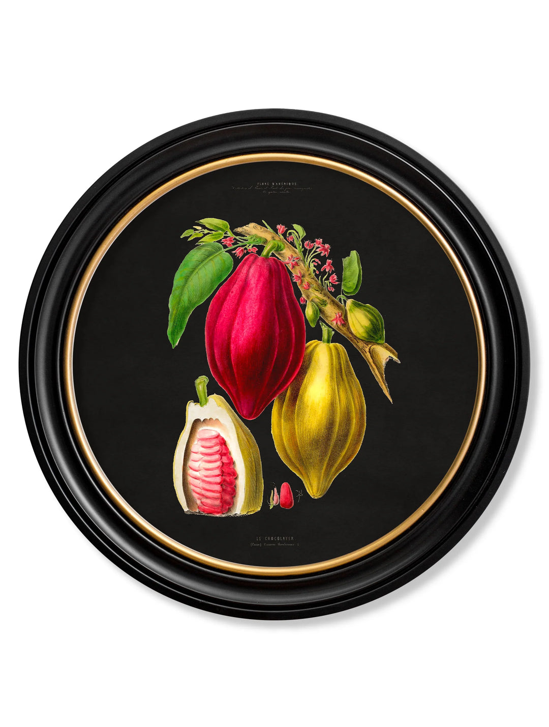 c.1843 Chocolate Plant - Round Frame - TheArtistsQuarter