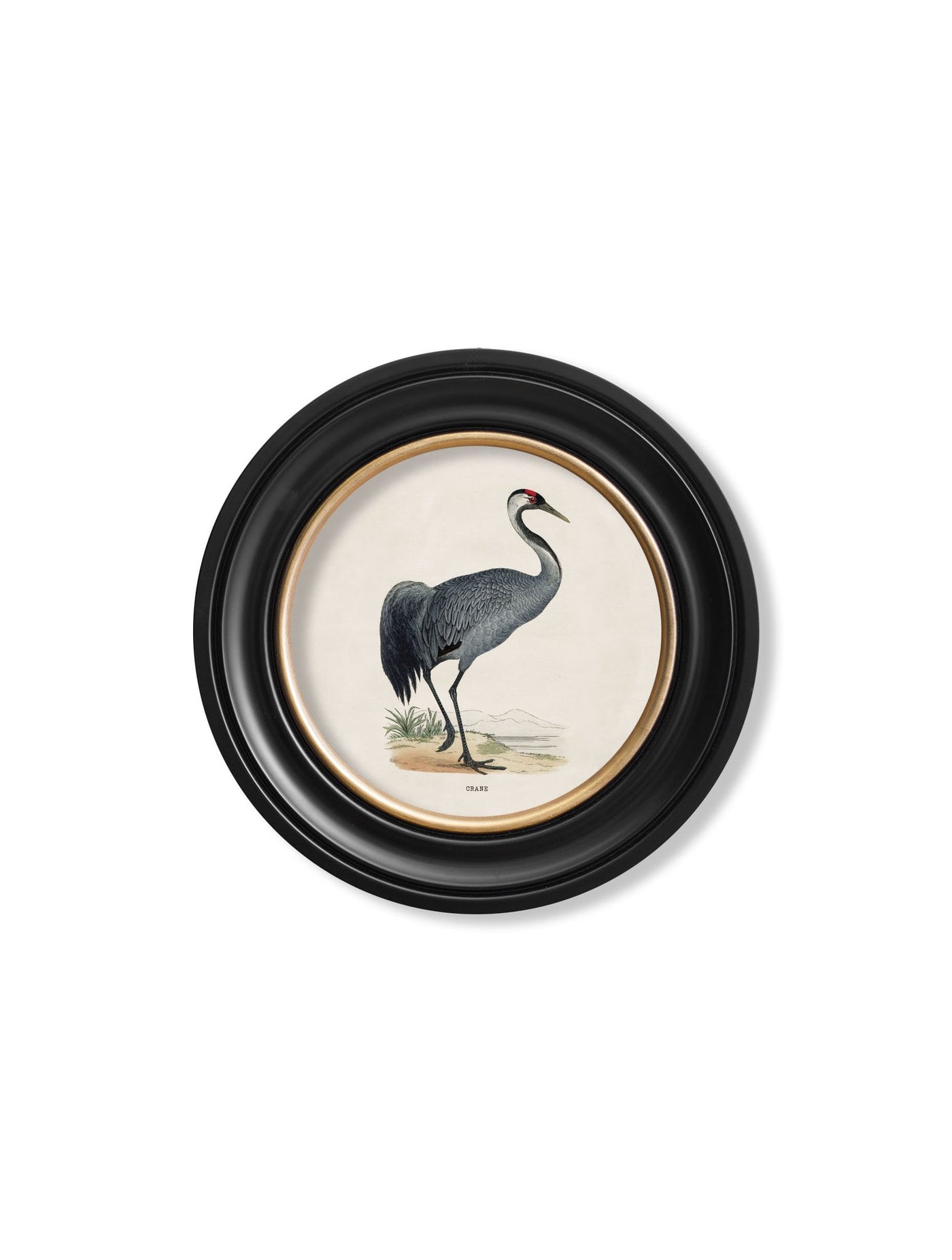 C.1870 WADING BIRDS IN ROUND FRAMES - TheArtistsQuarter
