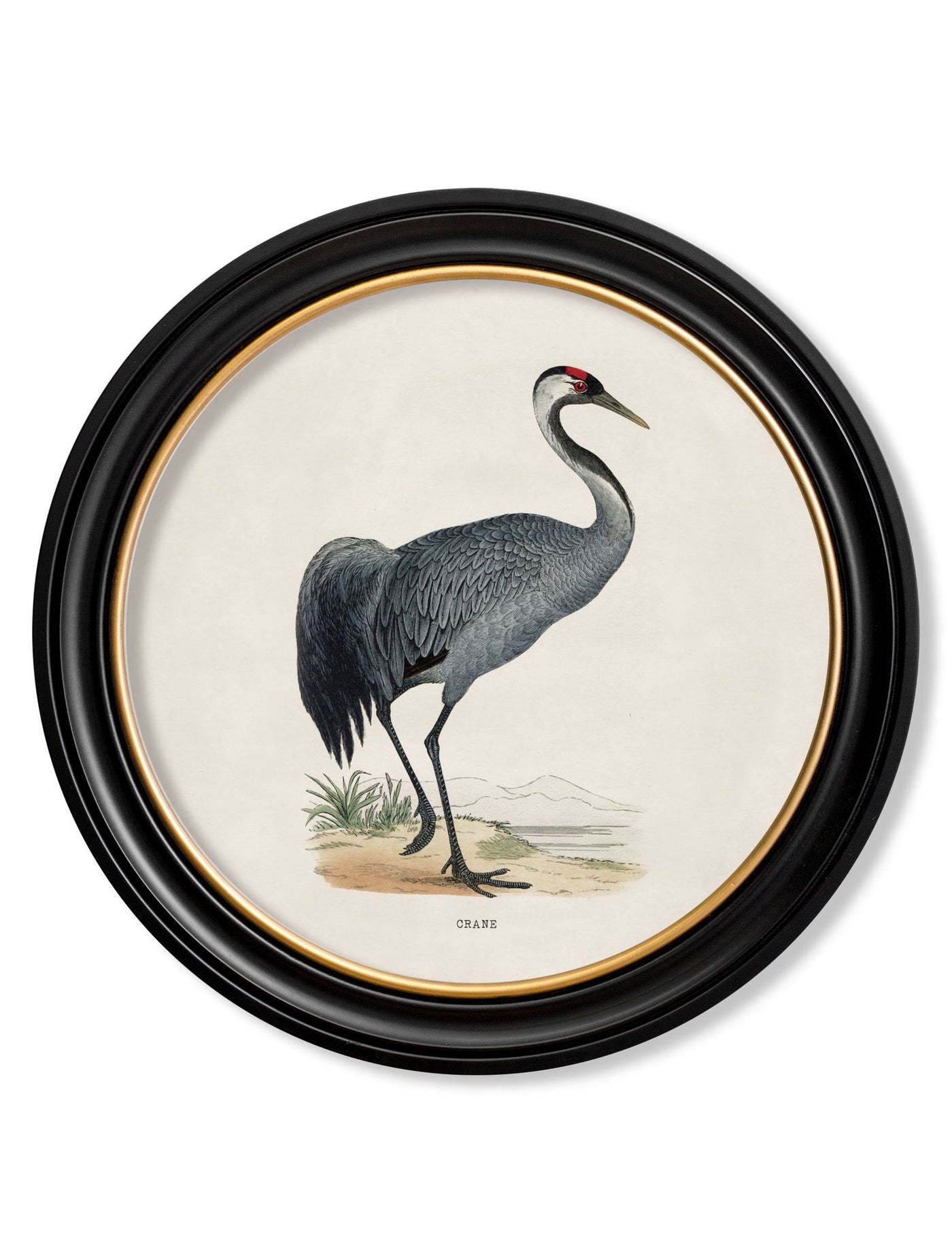 C.1870 WADING BIRDS IN ROUND FRAMES - TheArtistsQuarter